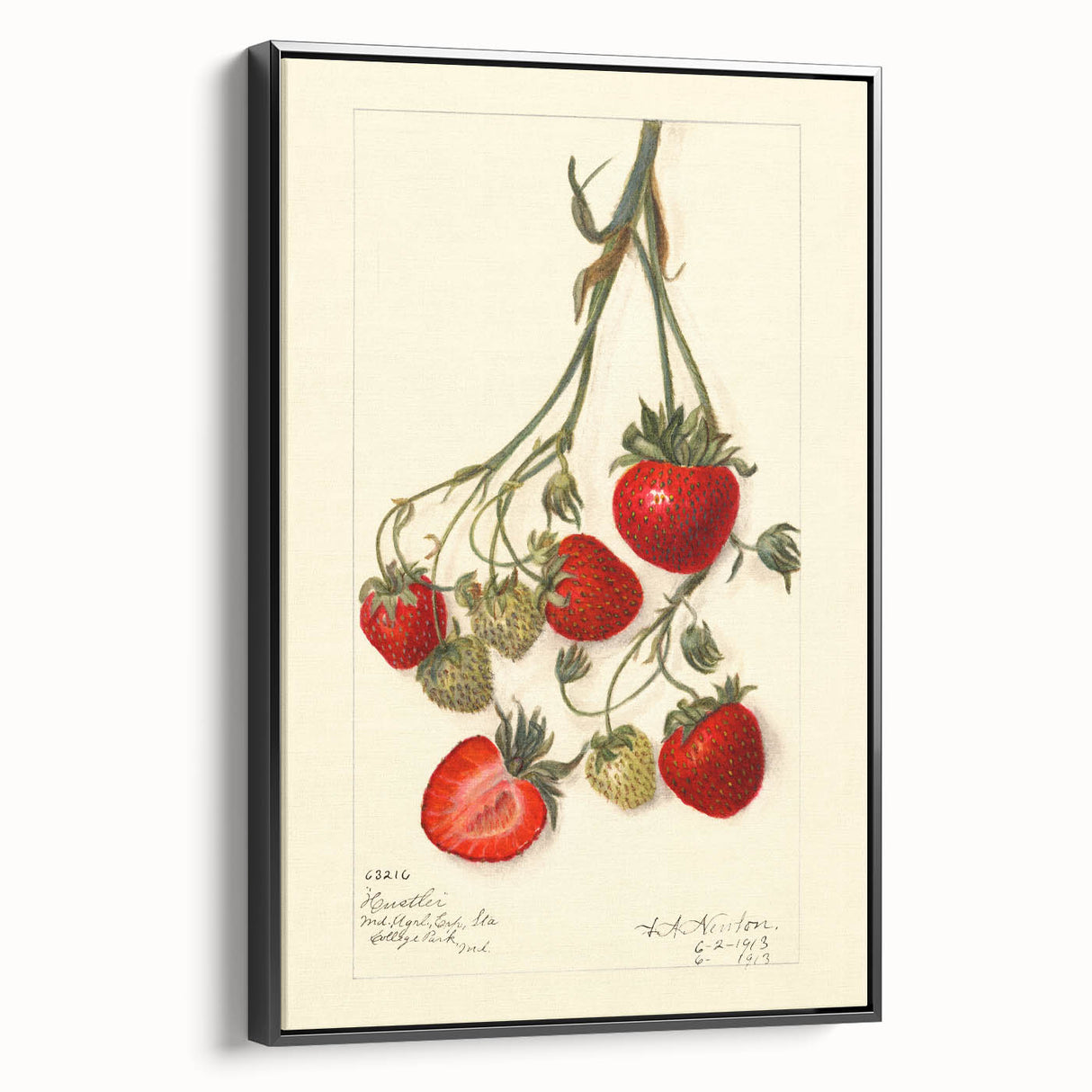 Black and white framed canvas of vintage fruit illustrations, ideal for bedroom wall decor.
