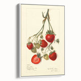 Vintage poster art of colorful fruits on a white framed canvas, ideal for living room decor.
