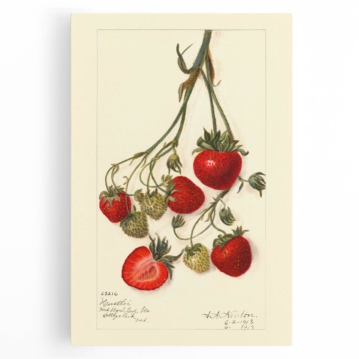 Black and white photo of assorted fruits on a stretched canvas, suitable for kitchen wall art.