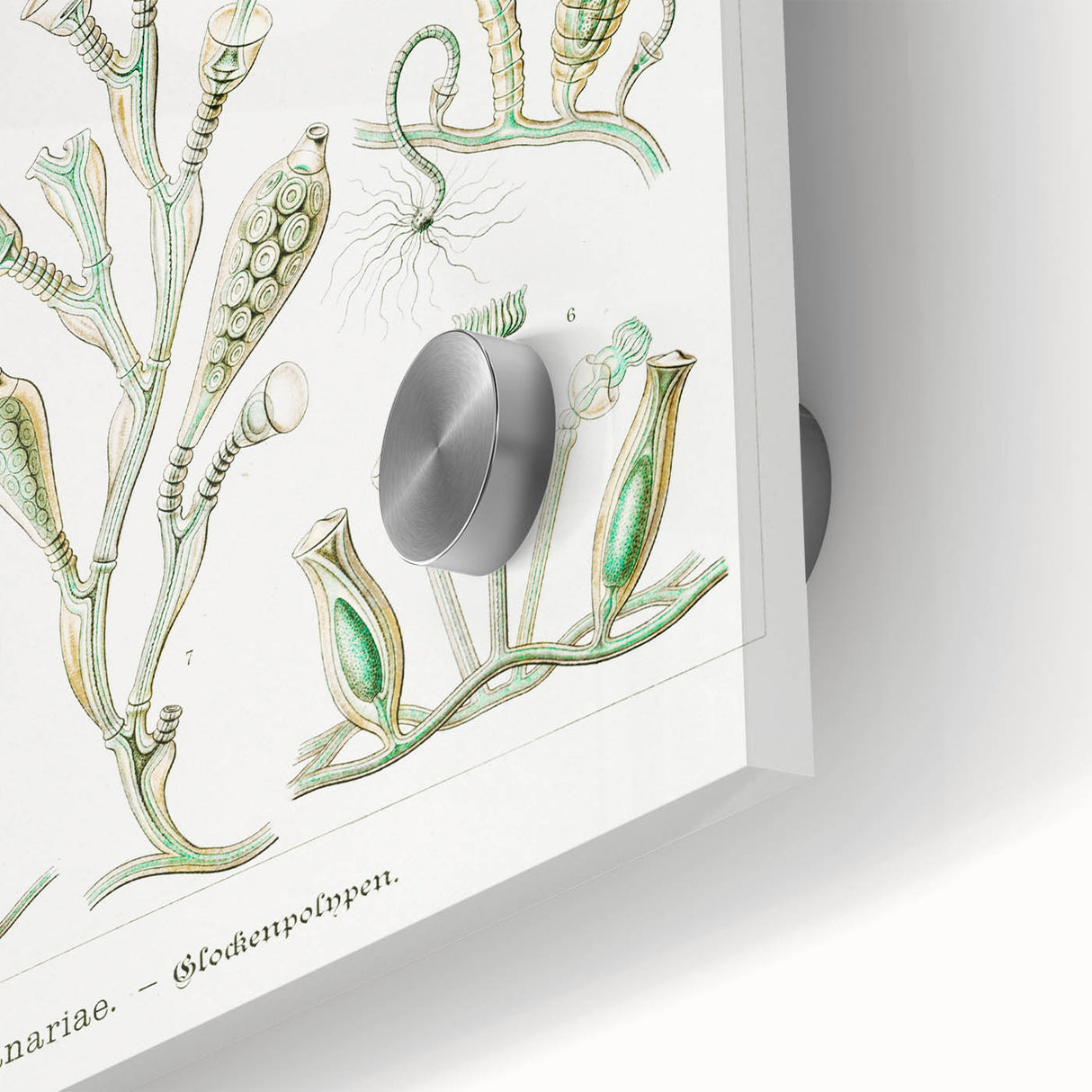 Modern Wall Art - Intricate Botanical Illustration in Elegant Green Hues