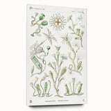 Modern Wall Art - Intricate Botanical Illustration in Elegant Green Hues