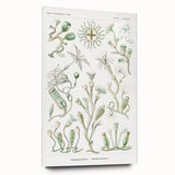 Modern Wall Art - Intricate Botanical Illustration in Elegant Green Hues