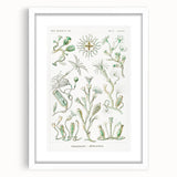 Modern Wall Art - Intricate Botanical Illustration in Elegant Green Hues