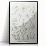 Modern Wall Art - Intricate Botanical Illustration in Elegant Green Hues