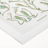 Modern Wall Art - Intricate Botanical Illustration in Elegant Green Hues