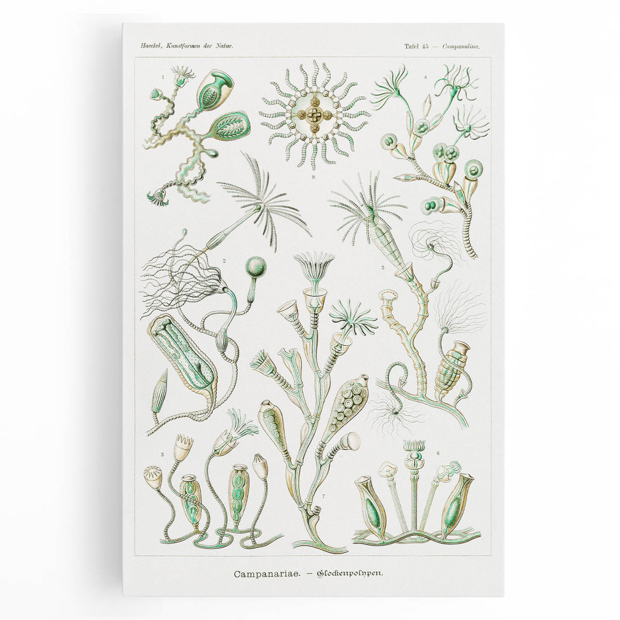 Modern Wall Art - Intricate Botanical Illustration in Elegant Green Hues