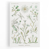 Modern Wall Art - Intricate Botanical Illustration in Elegant Green Hues