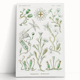 Modern Wall Art - Intricate Botanical Illustration in Elegant Green Hues
