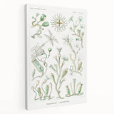 Modern Wall Art - Intricate Botanical Illustration in Elegant Green Hues
