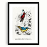 Romanticism Art: Vibrant Bird Illustration Canvas Print