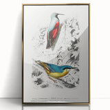 Romanticism Art: Vibrant Bird Illustration Canvas Print