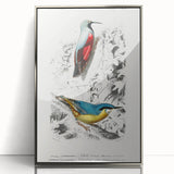 Romanticism Art: Vibrant Bird Illustration Canvas Print