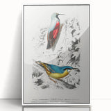Romanticism Art: Vibrant Bird Illustration Canvas Print
