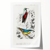 Romanticism Art: Vibrant Bird Illustration Canvas Print
