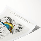 Romanticism Art: Vibrant Bird Illustration Canvas Print