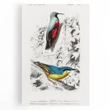 Romanticism Art: Vibrant Bird Illustration Canvas Print