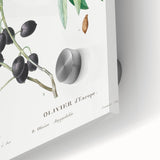 Neoclassical Botanical Print: Olive Tree by Redouté - Elegant Floral Art
