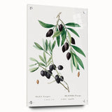 Neoclassical Botanical Print: Olive Tree by Redouté - Elegant Floral Art