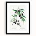 Neoclassical Botanical Print: Olive Tree by Redouté - Elegant Floral Art