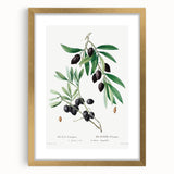 Neoclassical Botanical Print: Olive Tree by Redouté - Elegant Floral Art