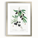 Neoclassical Botanical Print: Olive Tree by Redouté - Elegant Floral Art
