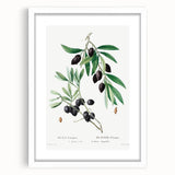 Neoclassical Botanical Print: Olive Tree by Redouté - Elegant Floral Art