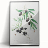 Neoclassical Botanical Print: Olive Tree by Redouté - Elegant Floral Art