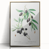 Neoclassical Botanical Print: Olive Tree by Redouté - Elegant Floral Art