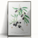 Neoclassical Botanical Print: Olive Tree by Redouté - Elegant Floral Art