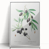 Neoclassical Botanical Print: Olive Tree by Redouté - Elegant Floral Art