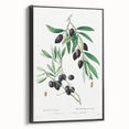 Neoclassical Botanical Print: Olive Tree by Redouté - Elegant Floral Art