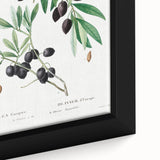 Neoclassical Botanical Print: Olive Tree by Redouté - Elegant Floral Art