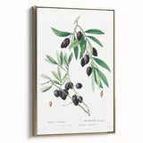 Neoclassical Botanical Print: Olive Tree by Redouté - Elegant Floral Art