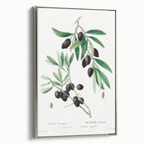 Neoclassical Botanical Print: Olive Tree by Redouté - Elegant Floral Art