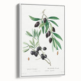 Neoclassical Botanical Print: Olive Tree by Redouté - Elegant Floral Art