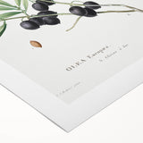 Neoclassical Botanical Print: Olive Tree by Redouté - Elegant Floral Art