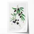 Neoclassical Botanical Print: Olive Tree by Redouté - Elegant Floral Art