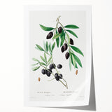 Neoclassical Botanical Print: Olive Tree by Redouté - Elegant Floral Art
