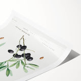 Neoclassical Botanical Print: Olive Tree by Redouté - Elegant Floral Art