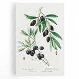Neoclassical Botanical Print: Olive Tree by Redouté - Elegant Floral Art