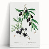 Neoclassical Botanical Print: Olive Tree by Redouté - Elegant Floral Art
