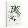 Neoclassical Botanical Print: Olive Tree by Redouté - Elegant Floral Art