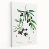 Neoclassical Botanical Print: Olive Tree by Redouté - Elegant Floral Art