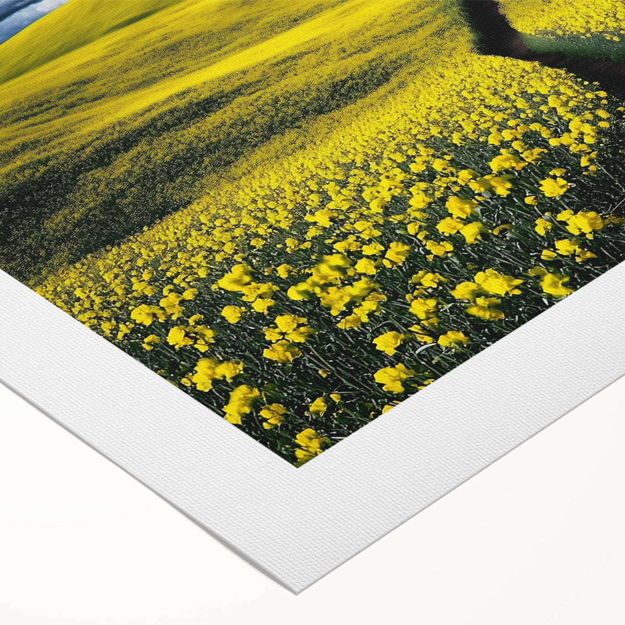 Vibrant rolled canvas artwork showcasing a serene landscape of lush green fields under a bright blue sky, elegantly packaged in a protective tube for easy transport.