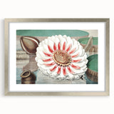 Botanical Realism Art | Great Water Lily of America by William Sharp