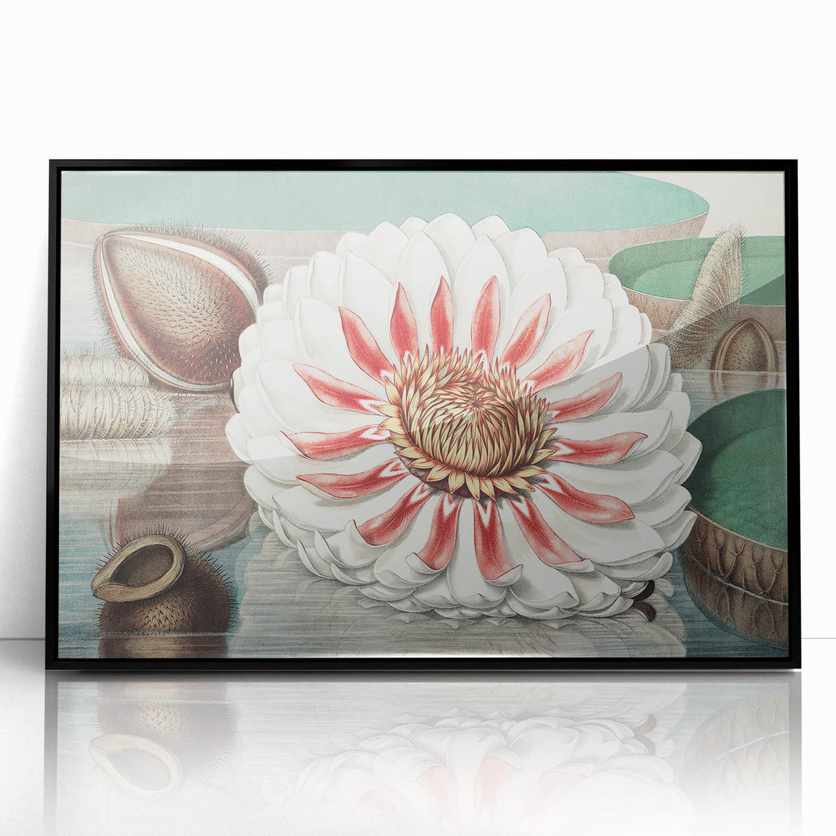 Botanical Realism Art | Great Water Lily of America by William Sharp