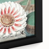 Botanical Realism Art | Great Water Lily of America by William Sharp