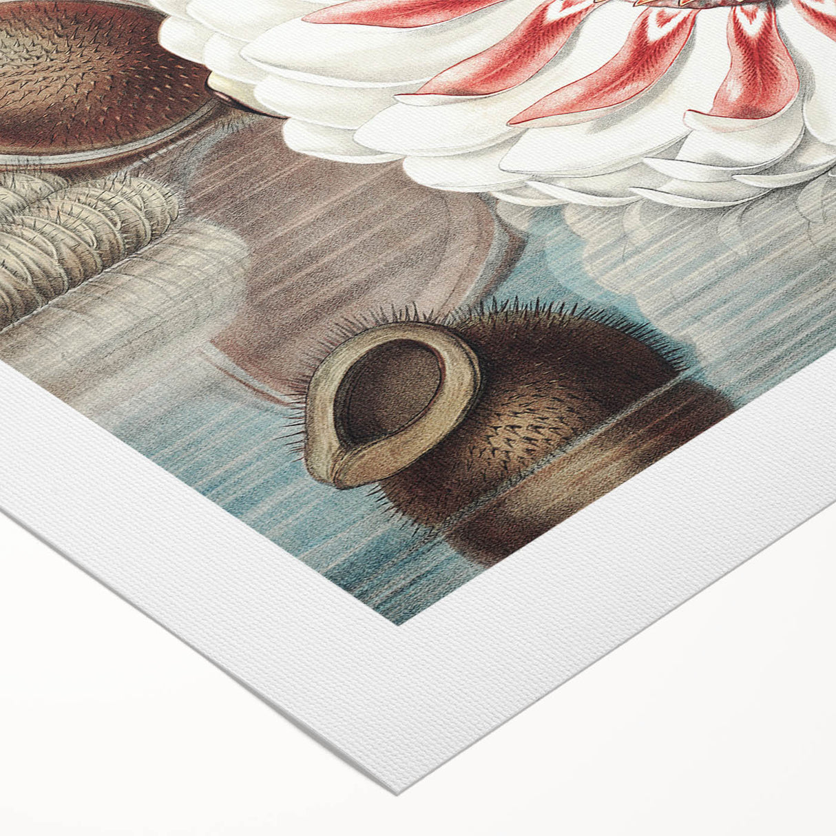 Botanical Realism Art | Great Water Lily of America by William Sharp