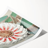 Botanical Realism Art | Great Water Lily of America by William Sharp