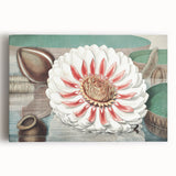 Botanical Realism Art | Great Water Lily of America by William Sharp